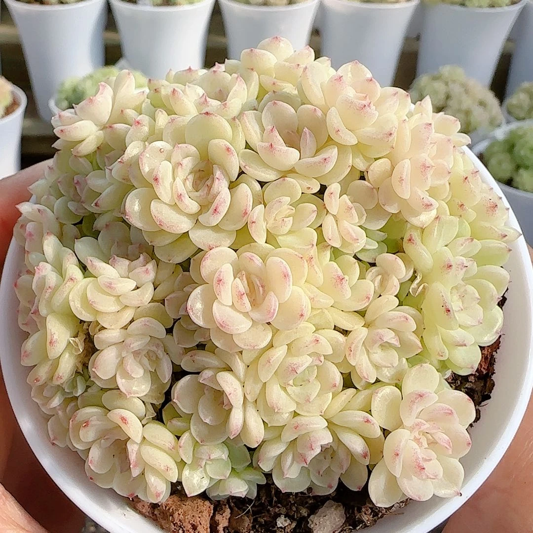 1125-92（m1-400）圆脸优选