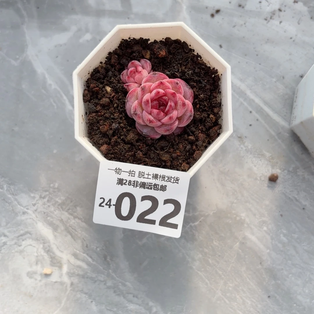 大***狸黑天鹅多肉多肉多肉