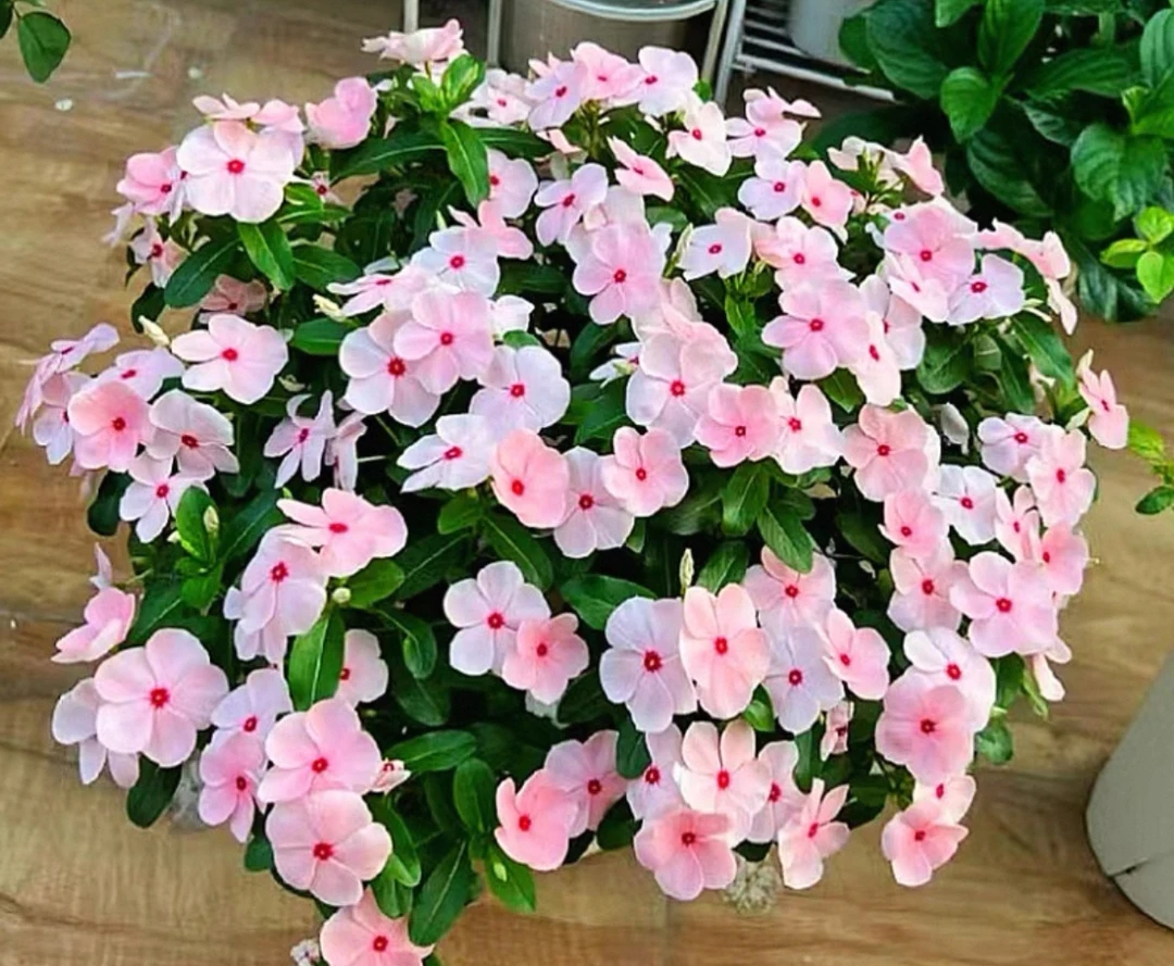 【新疆包邮】长春花盆栽耐热耐晒多年生花卉阳台庭院四季开花好养