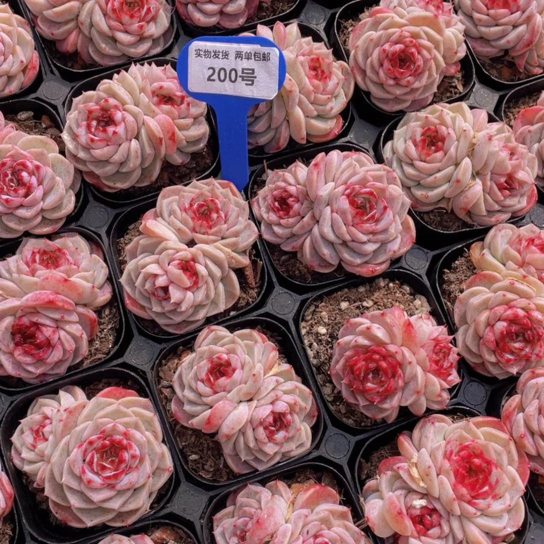 200号红丝绒糖心天鹅绒双头一个