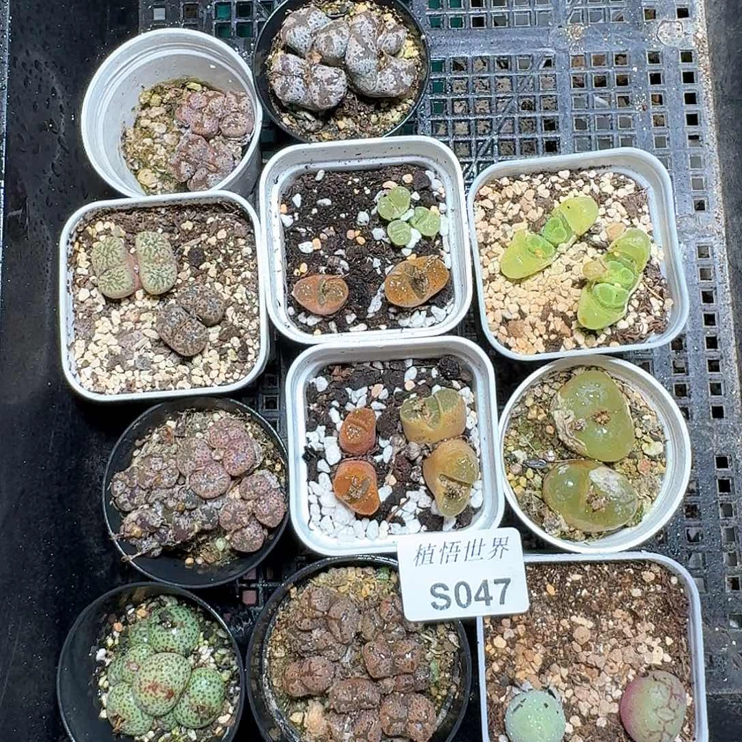 047盒多肉植物哇f v g