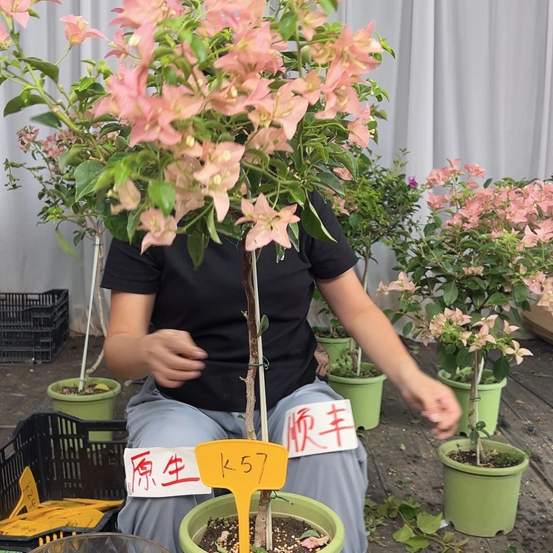 艾***棠当前无花栽培后可以开花K57卡亚塔