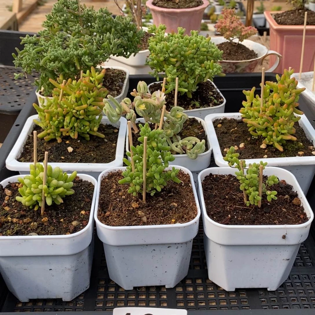 枝干番杏多肉植物164