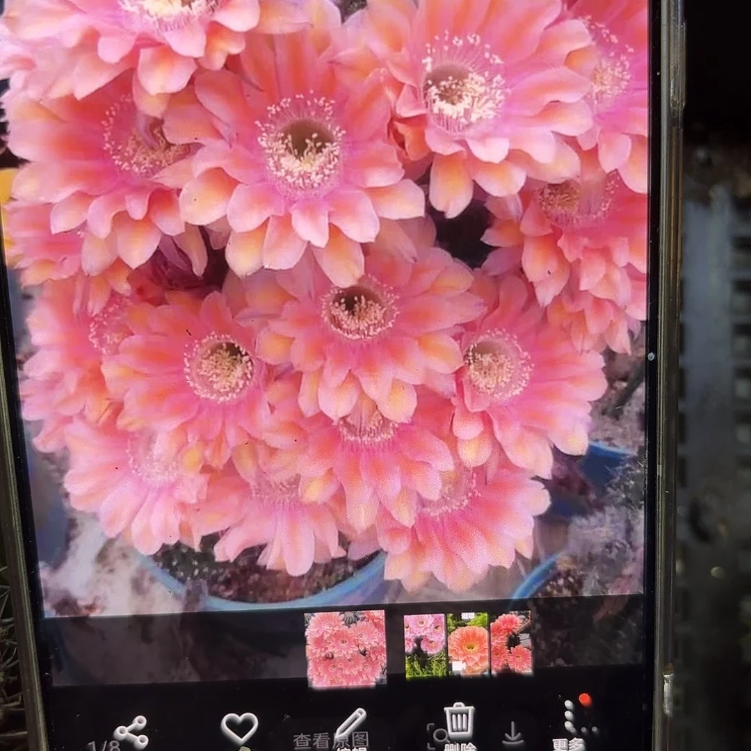 遐想彩5公分侧牙20包邮27