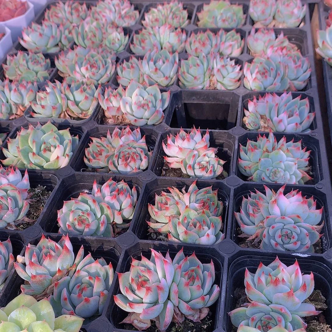 两颗吉娃娃少锦35678889990