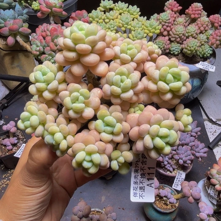 洛可可111/10cm多肉