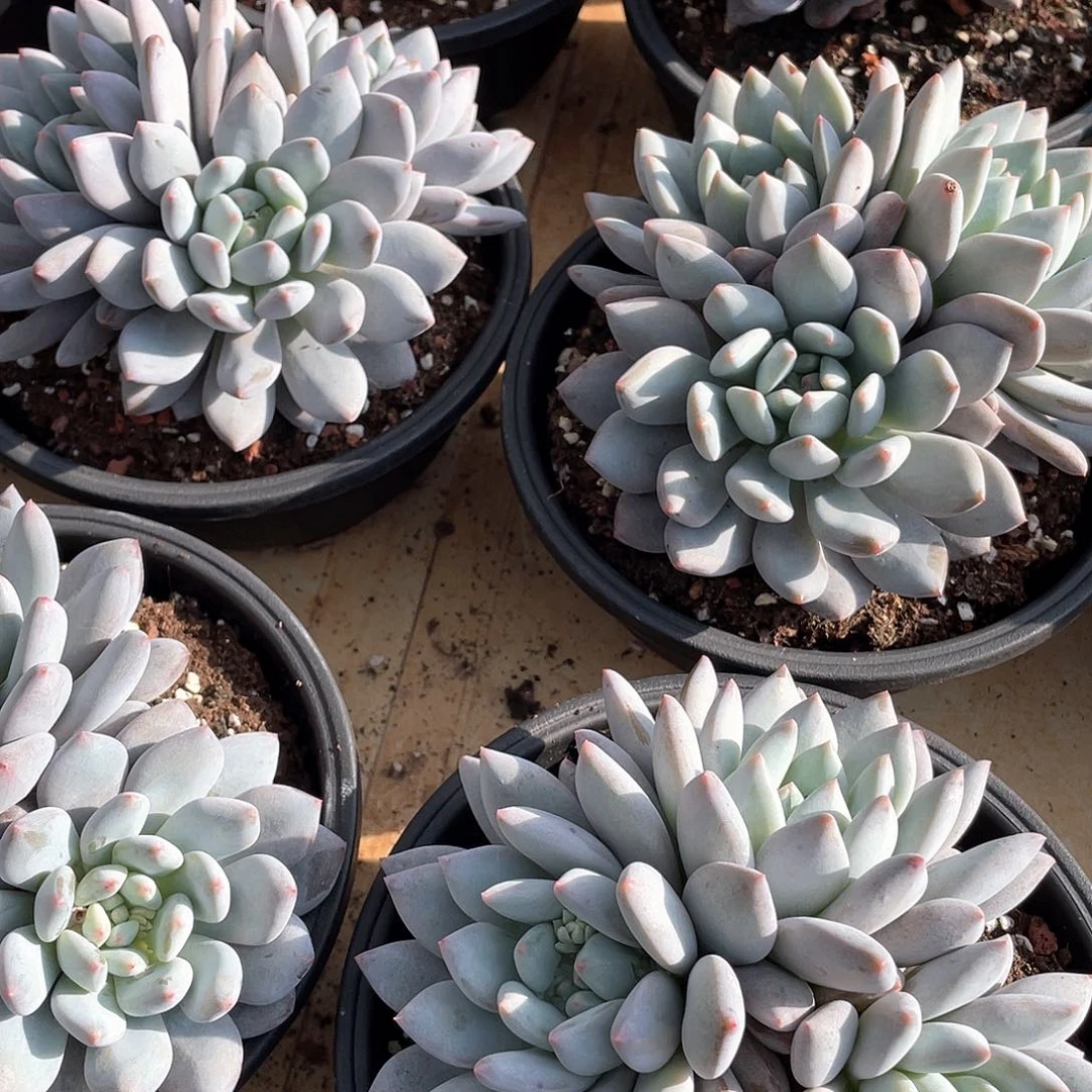 半夏美人群生15厘米可挑