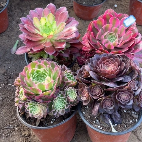 716多肉植物组合