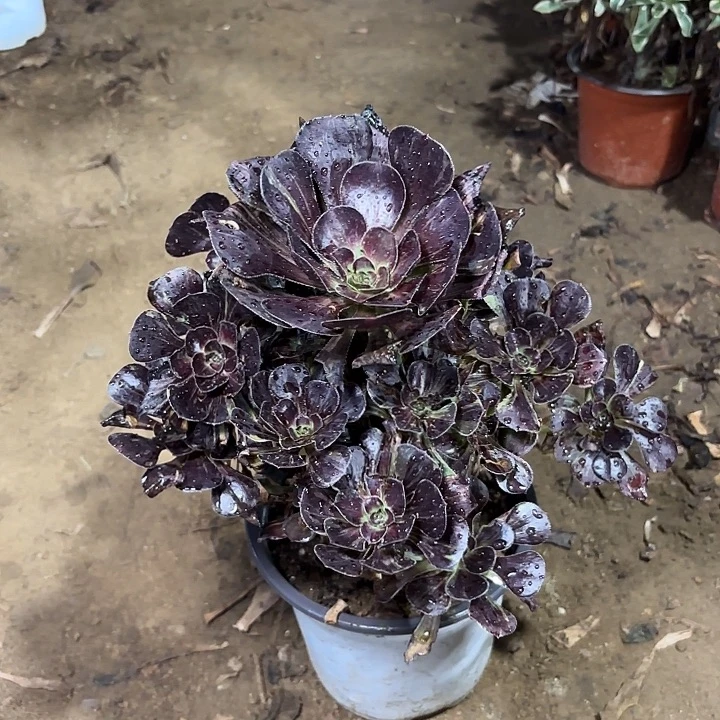 多肉植物万拉丝16