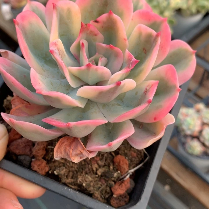 玉凤锦多肉植物的