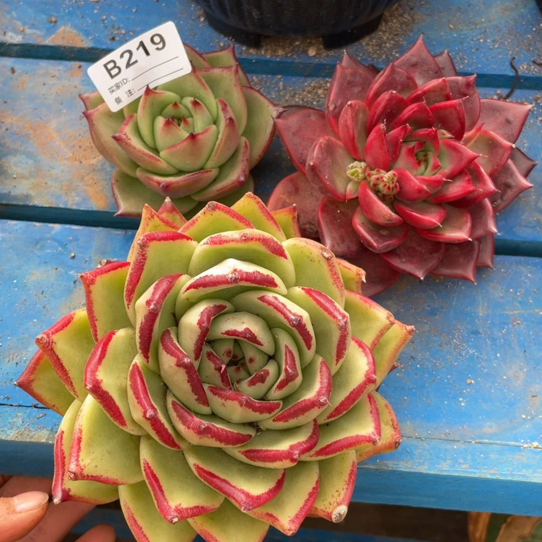无花朵若如东云单拍B219