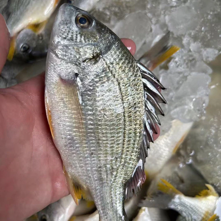 A广东阳江野生海捕黄翅鲷 黄脚立