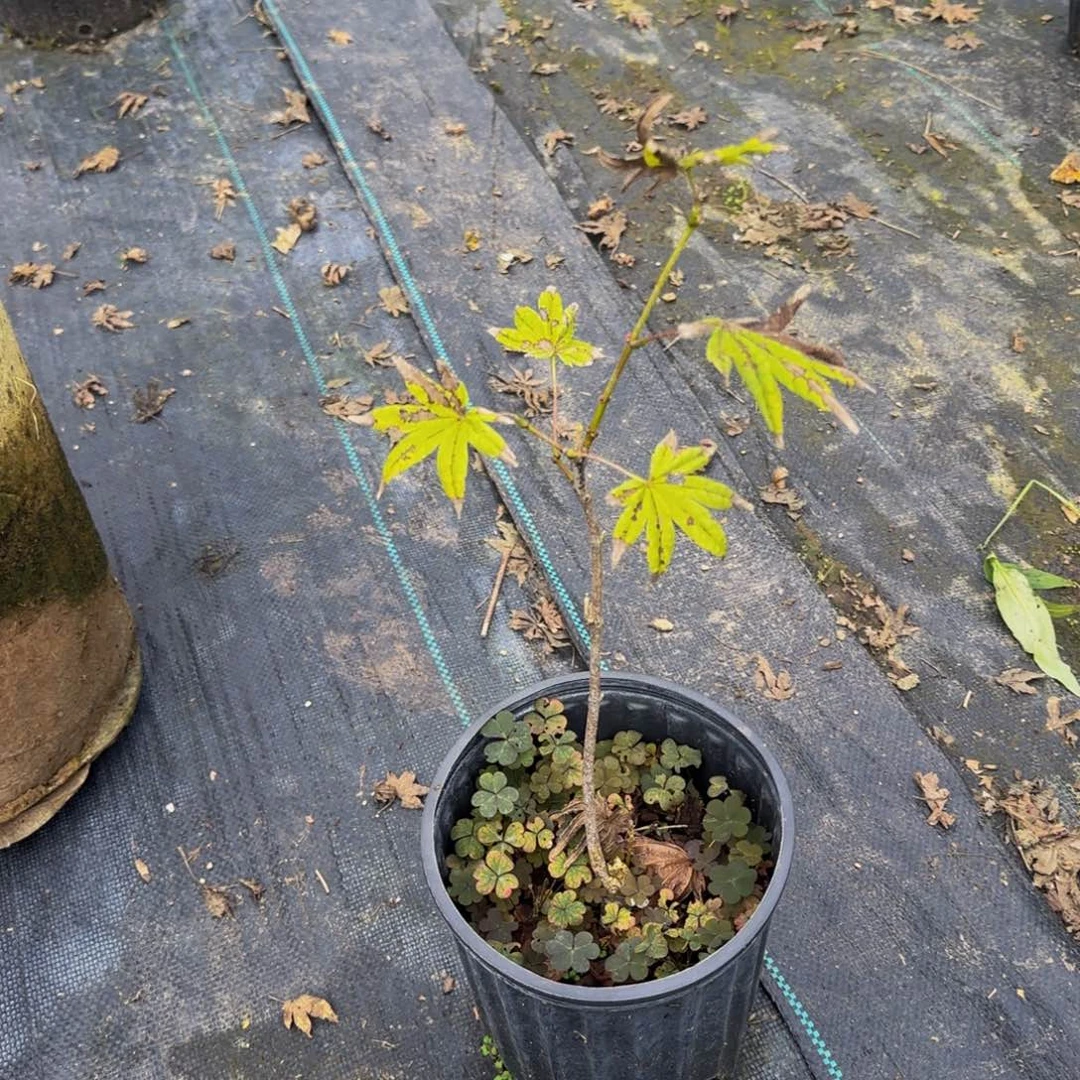 无花朵各种各样的品种风