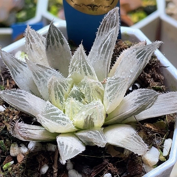 704糊斑绘卷锦一物一拍
