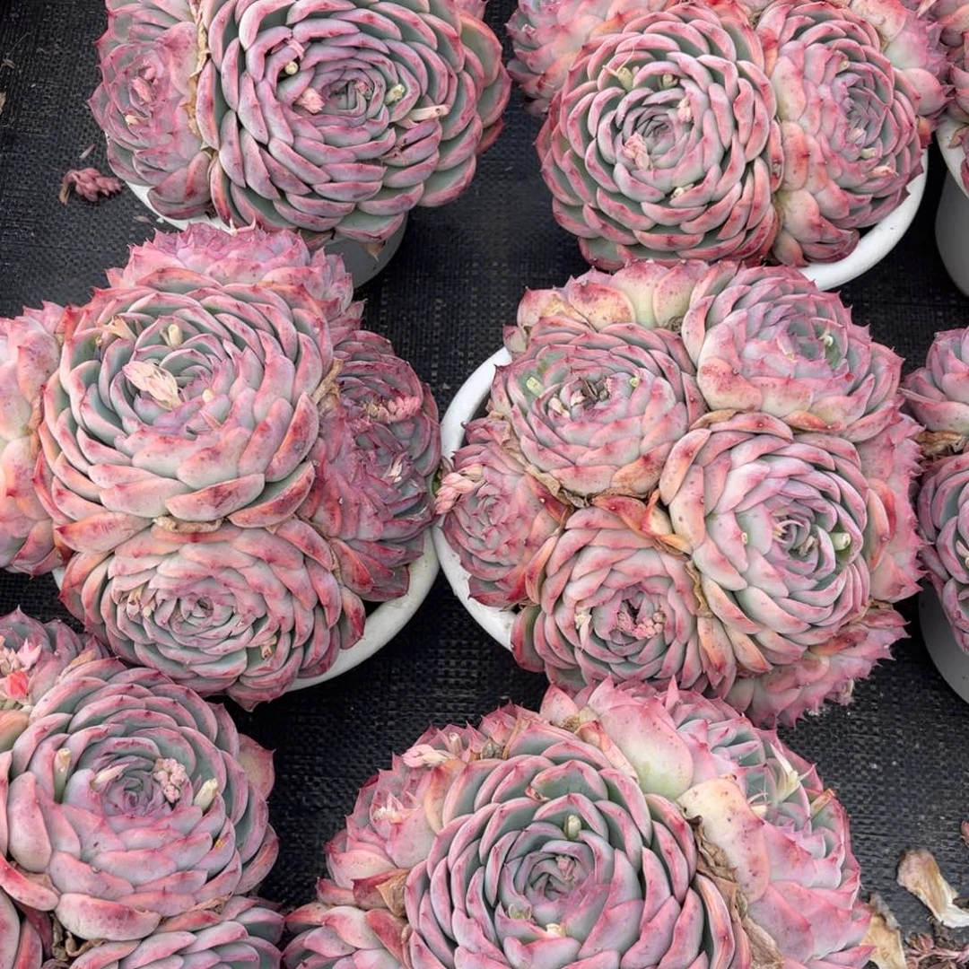 云舍多肉新年福利-侧影180