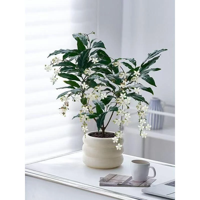 【带花苞】泰国垂丝茉莉室内高档年宵花卉盆栽阳台开花植物