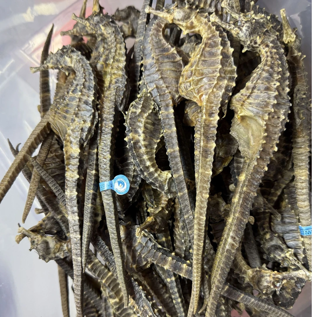 【正品】海鱼干马馬  大规格4-5克生晒足干 泡酒煲汤料 茶 美味