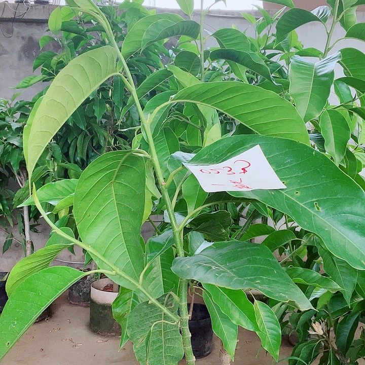 完全开放白兰花111111111