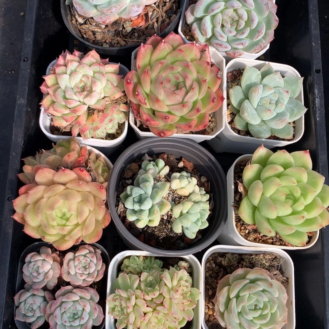 1115-22 套餐一组