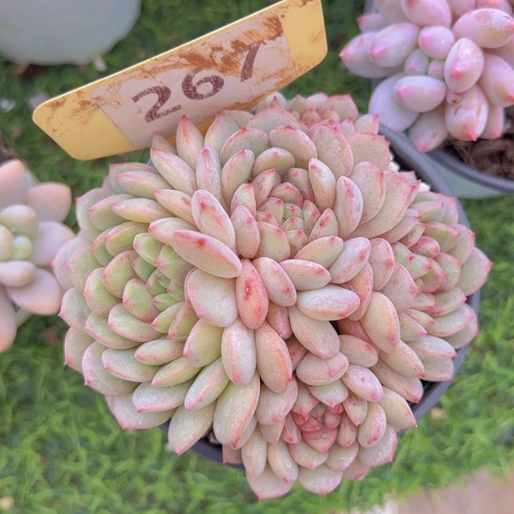 健健康康平平安安