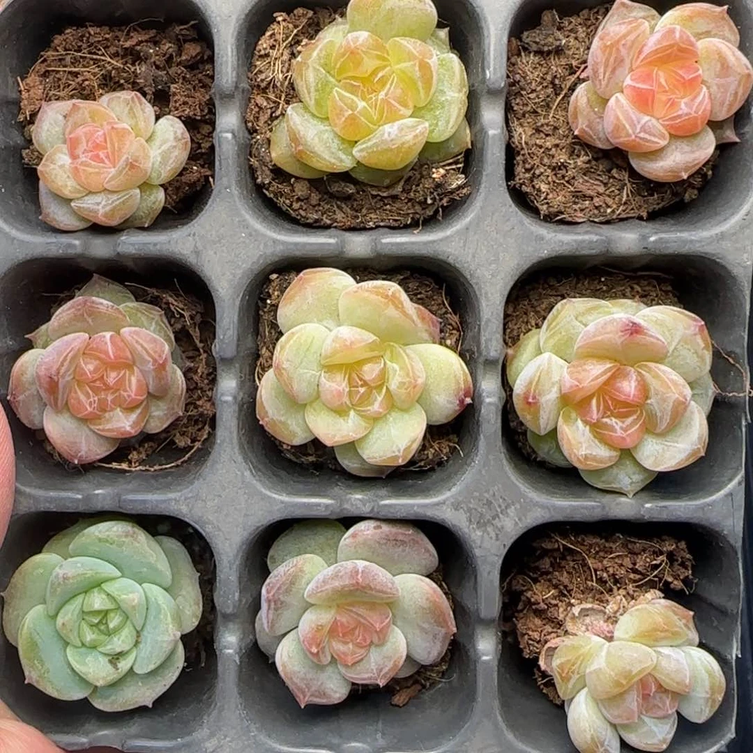 【满39包邮非偏远】872九棵