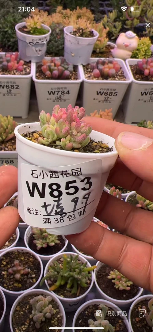 七喜-红宝石锦-多肉植物枝干番杏