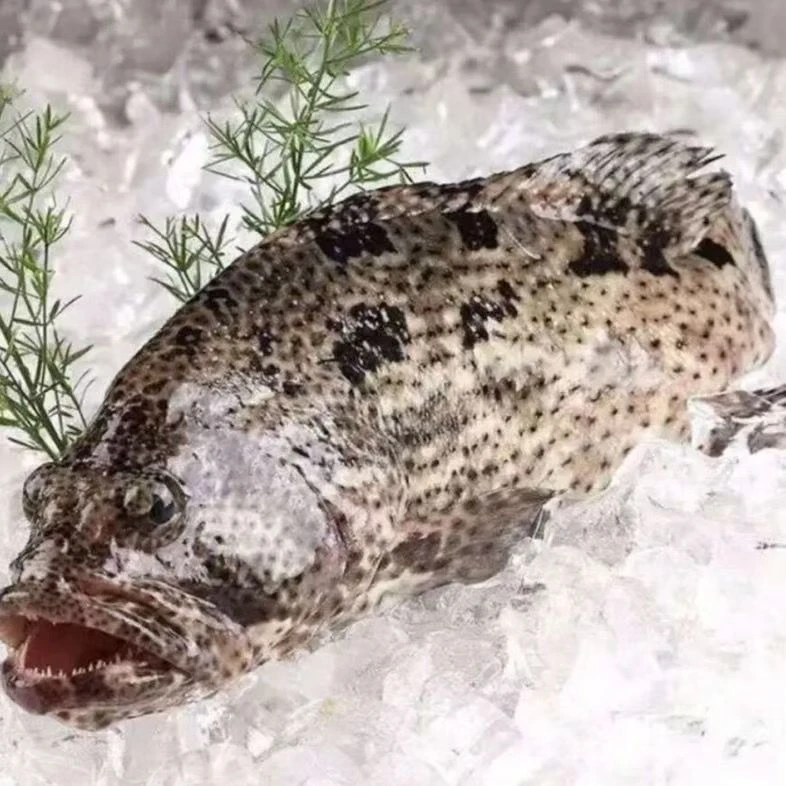 只发新疆新鲜三去黑石斑