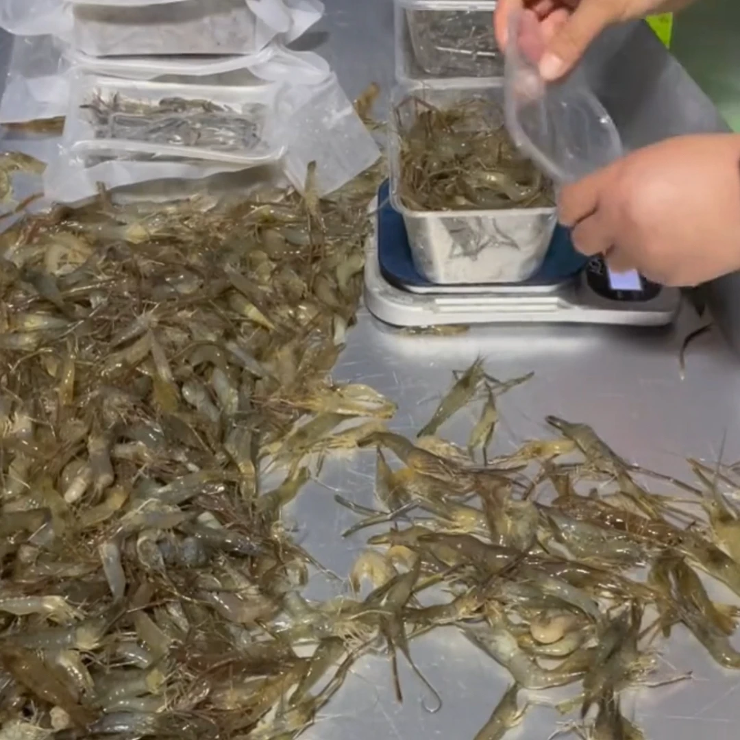 河流淡水河虾活体冷鲜顺丰包邮