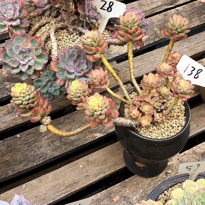 多肉植物，香格里拉138号
