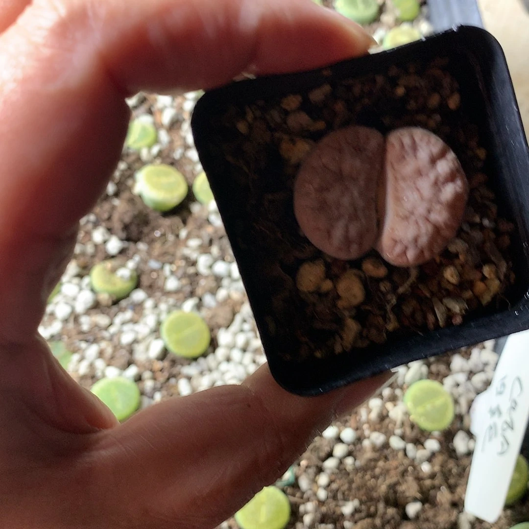 颜*哈H419多肉植物保护