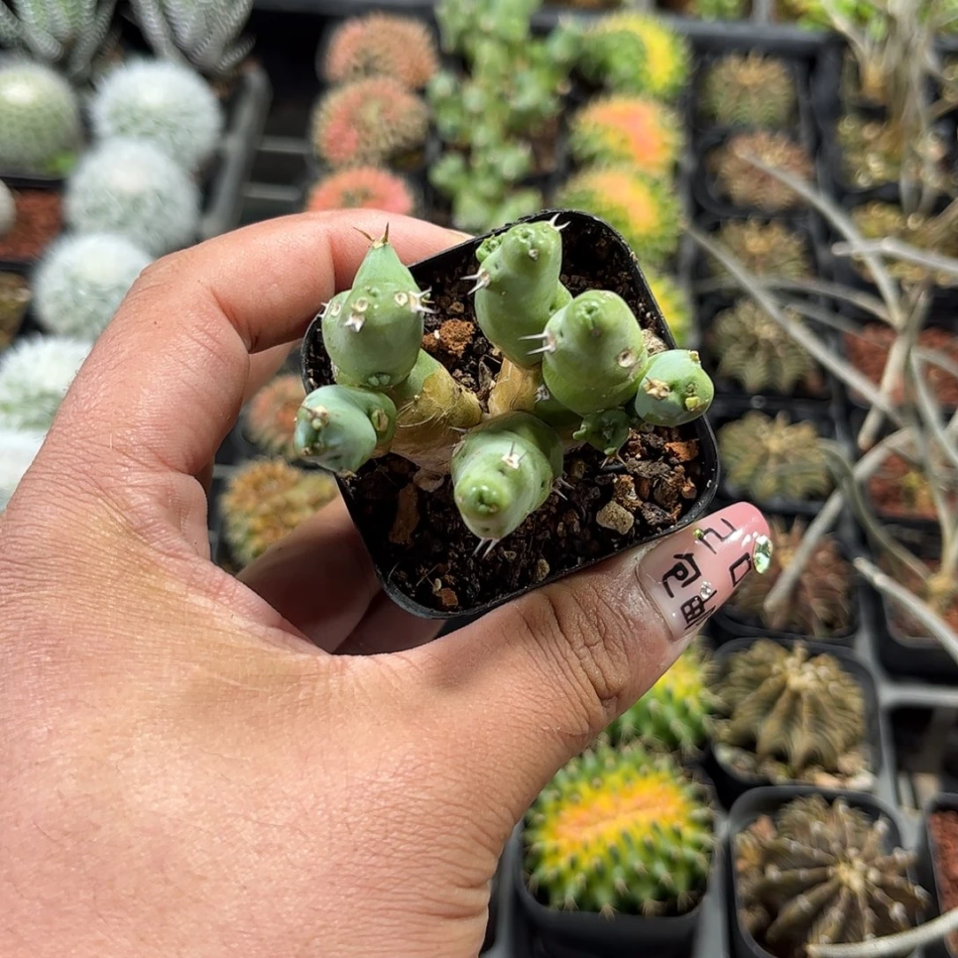 丘西大吉单头发货单头