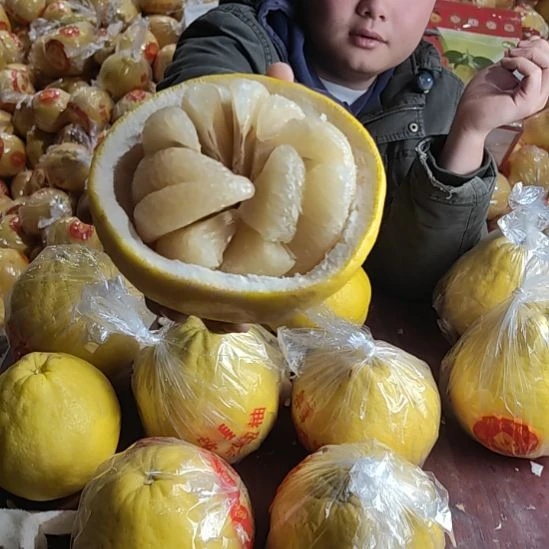 真龙柚容县沙田柚