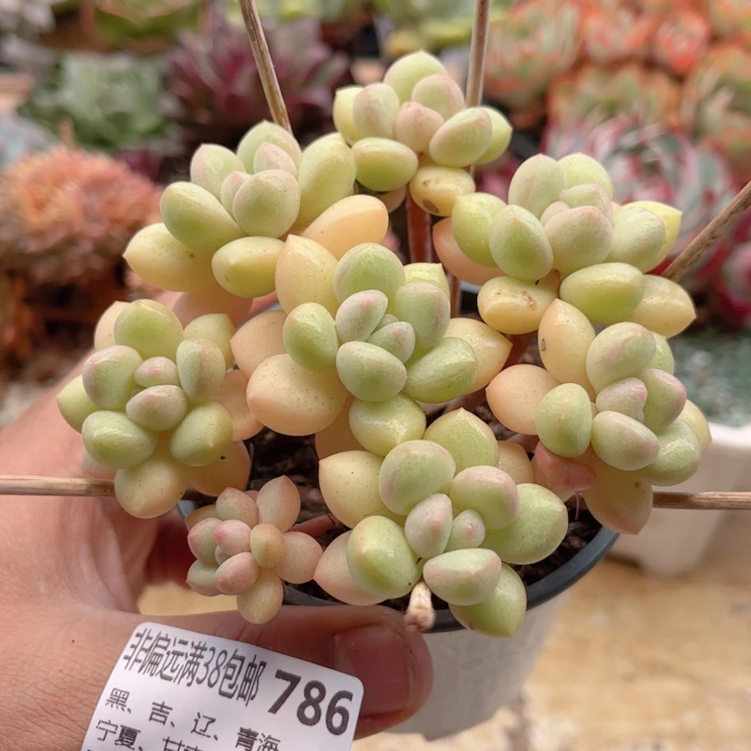 786奶油糖德华多肉