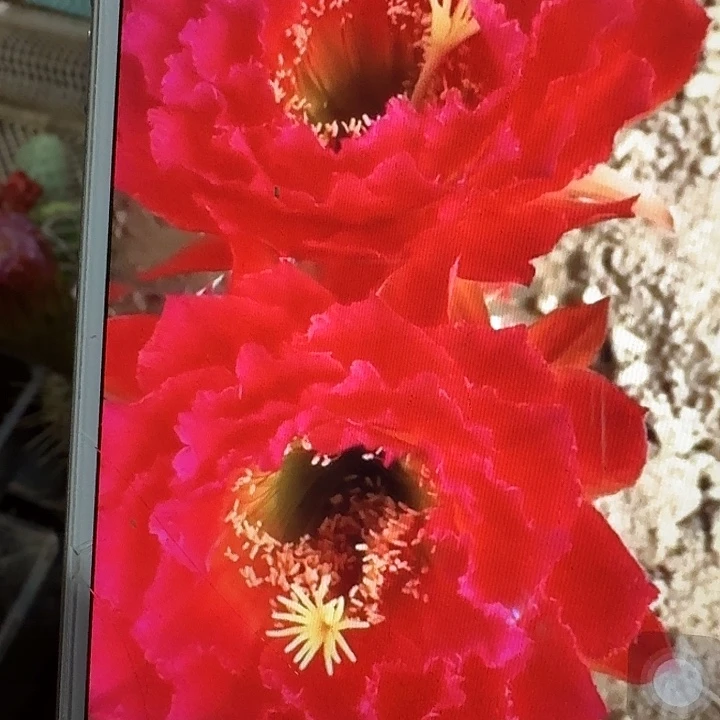 春春侧芽5公分左右毛花柱（20包邮）