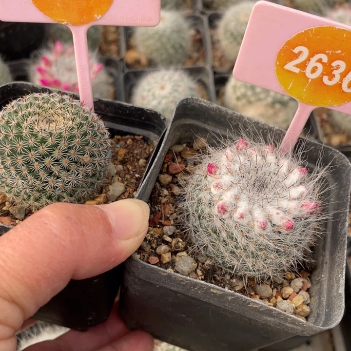 万***顺实生仙人球0141-26360000000