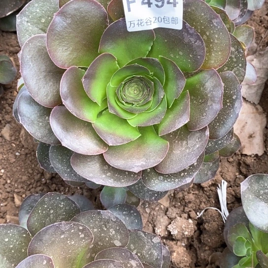 494蓝魅金玫瑰多肉植物