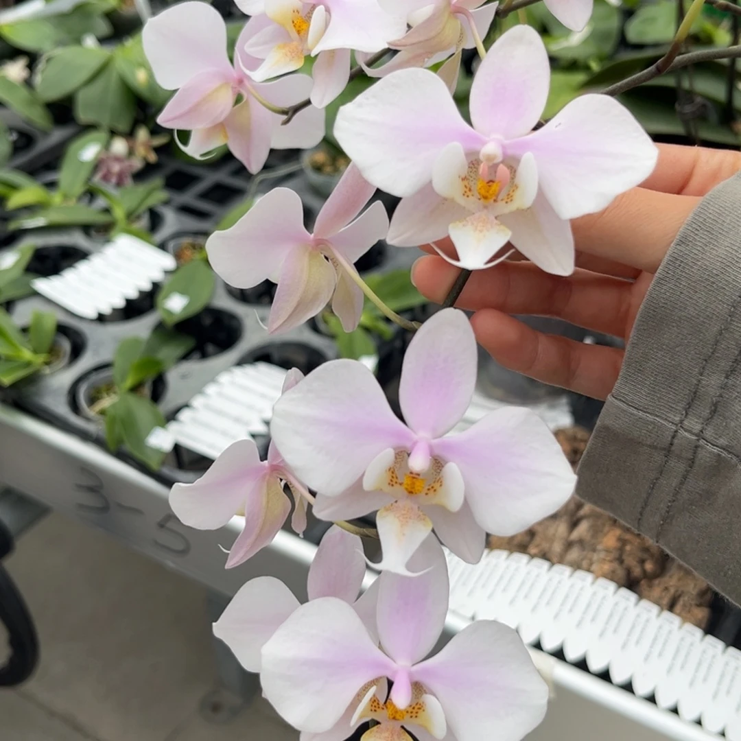 完全开放2.5寸23fv开花株