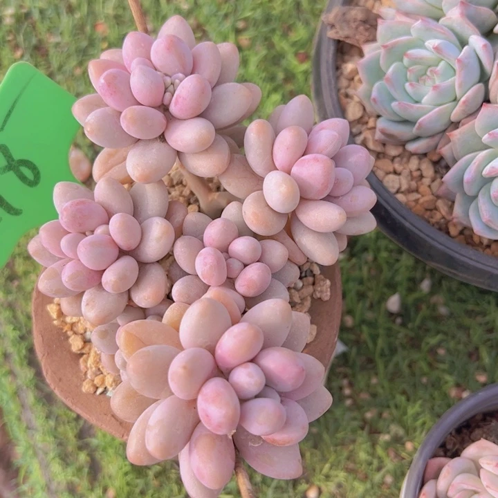 健健康康平平安安