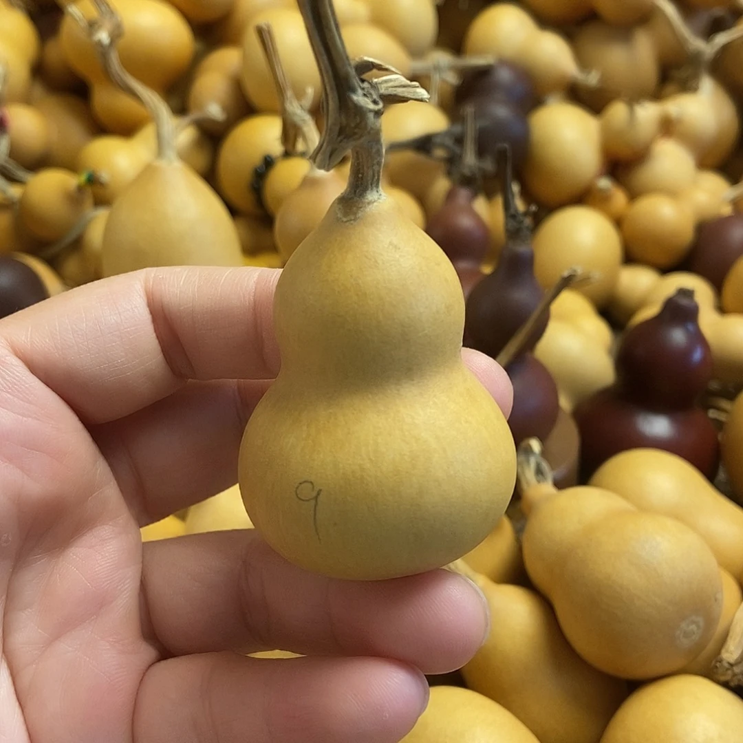 文玩葫芦 完美主义者 慎拍9