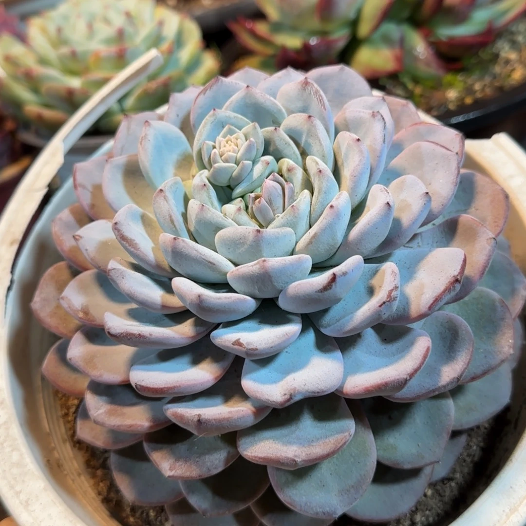 维特一物一拍包装收缩花旱