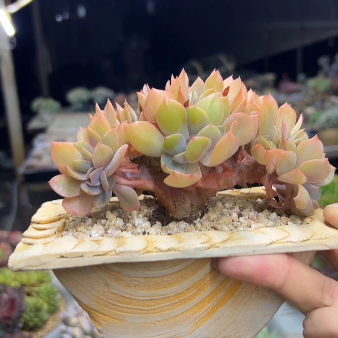 紫珍珠杂18 零零多肉植物