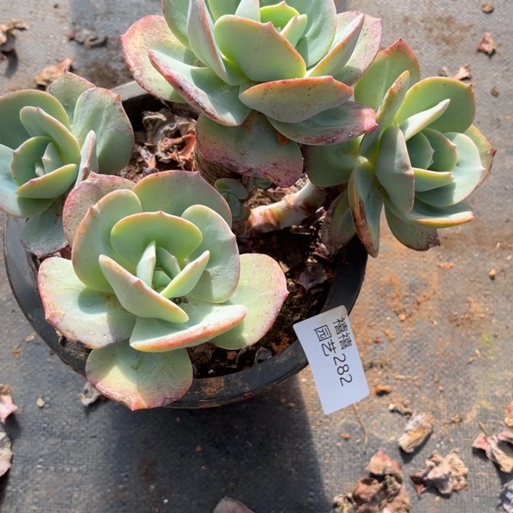 加*加282凤群多肉植物