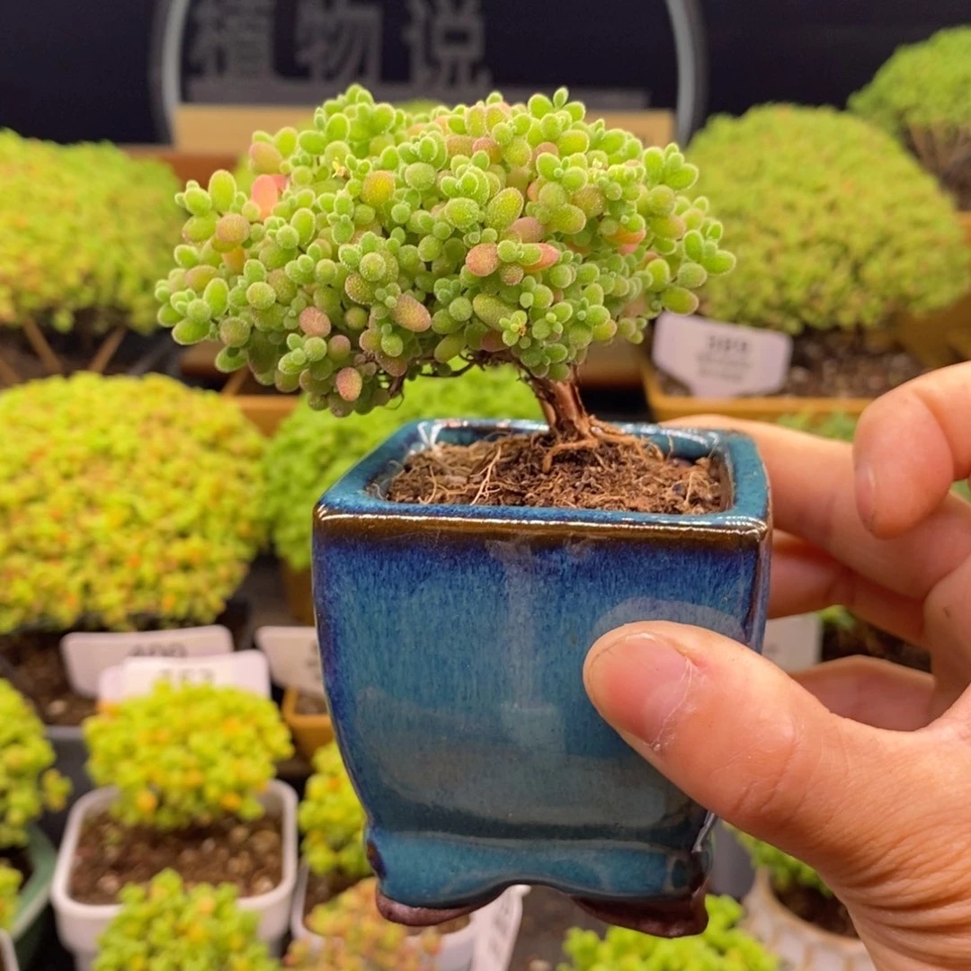 无花朵159微盆锦造型桩蜜橘。