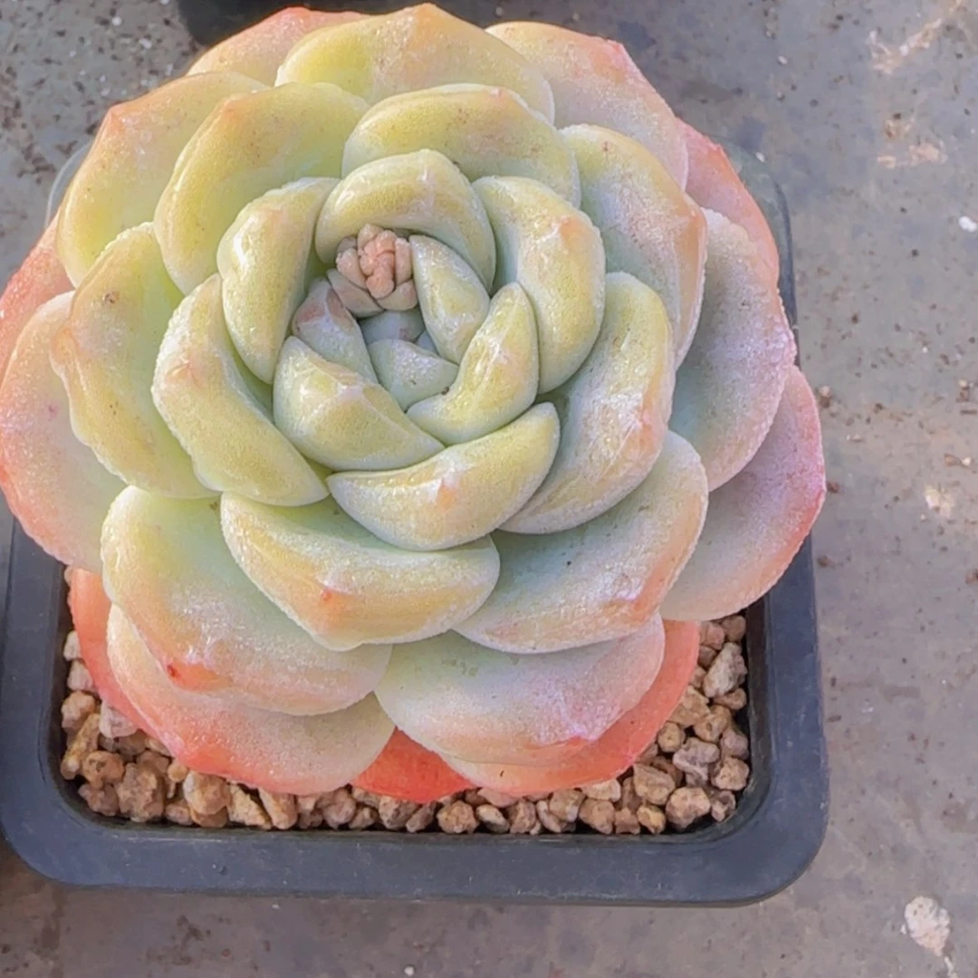 【闪购商品】单头冰玉