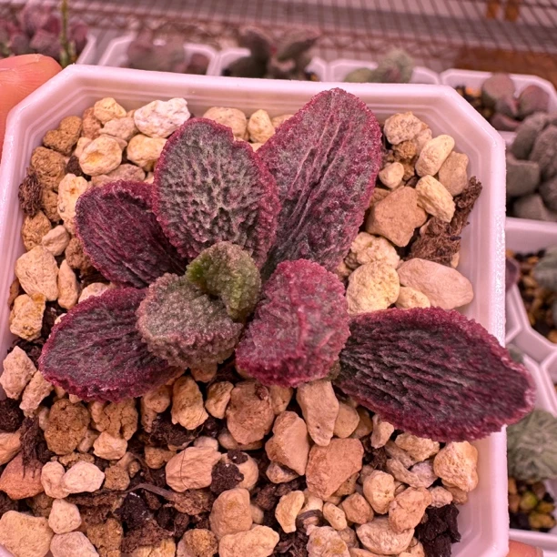 牧渔多肉水泡 一物一拍
