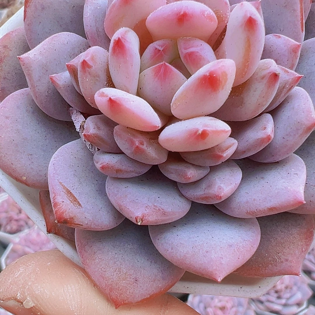 大玉芙蓉单头19包邮多肉