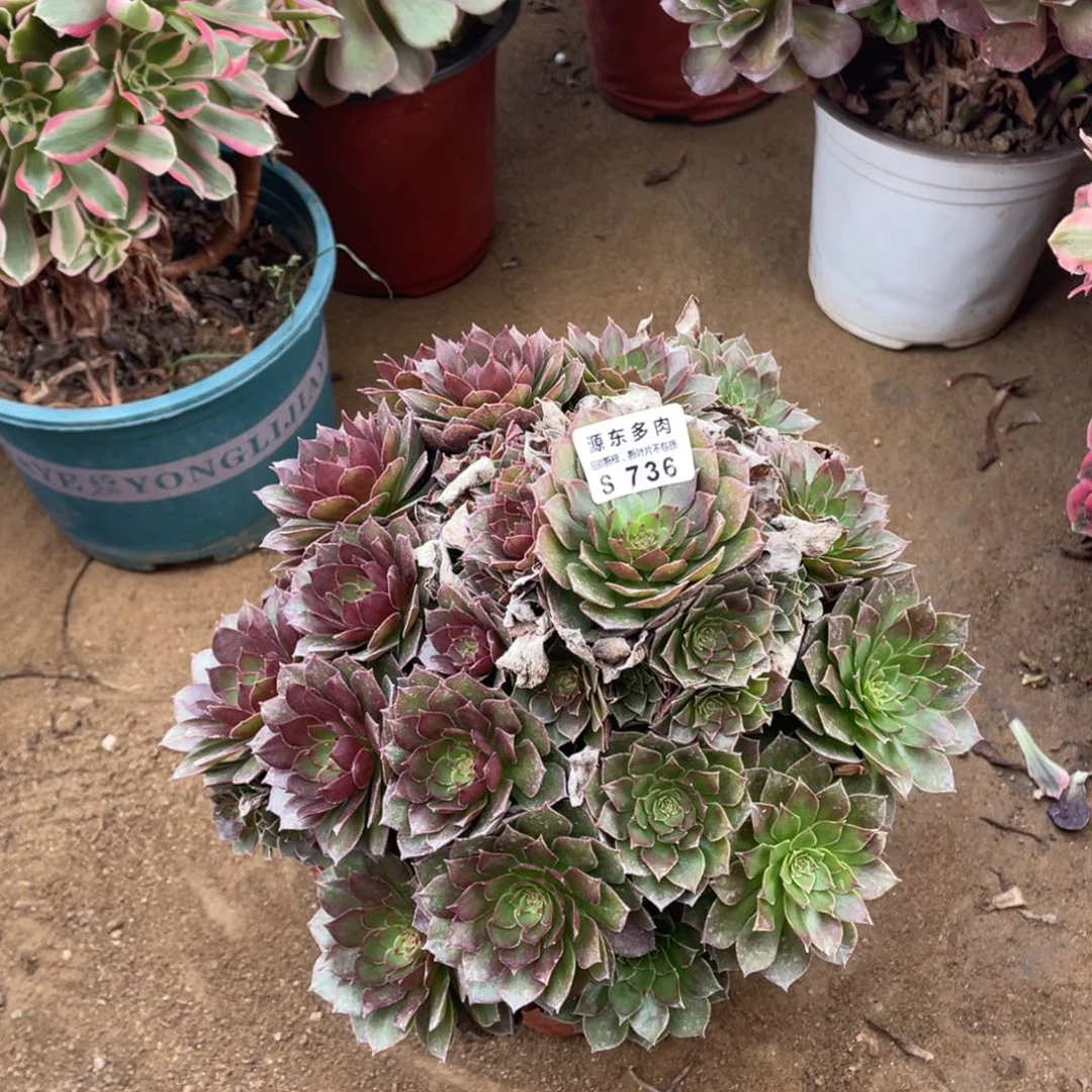 736桃花石多肉法师断枝不包