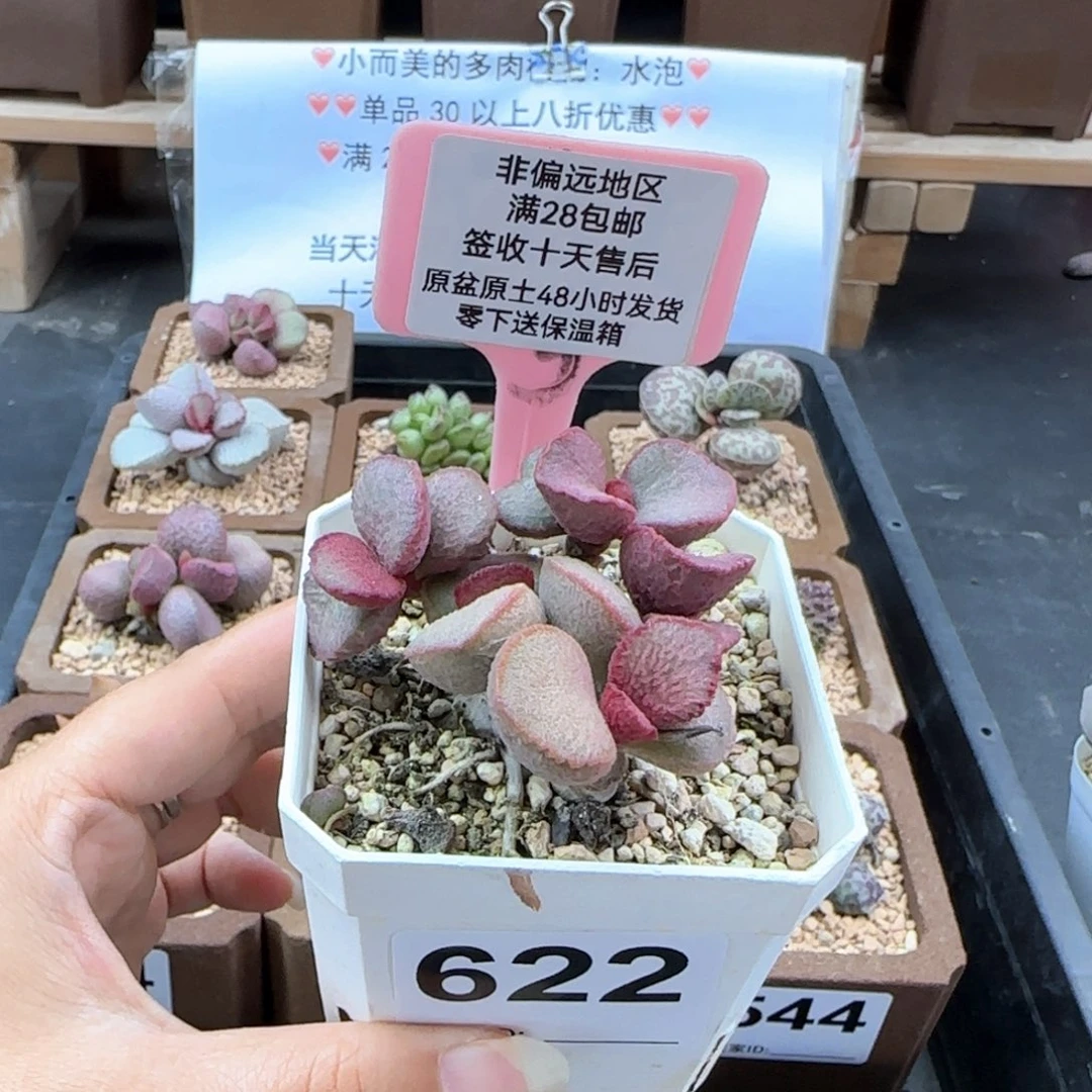 622妖姬多肉植物