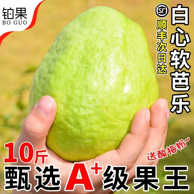 顺丰正宗10斤白心软芭乐水果新鲜包邮奶油番石榴低糖当季福建整箱