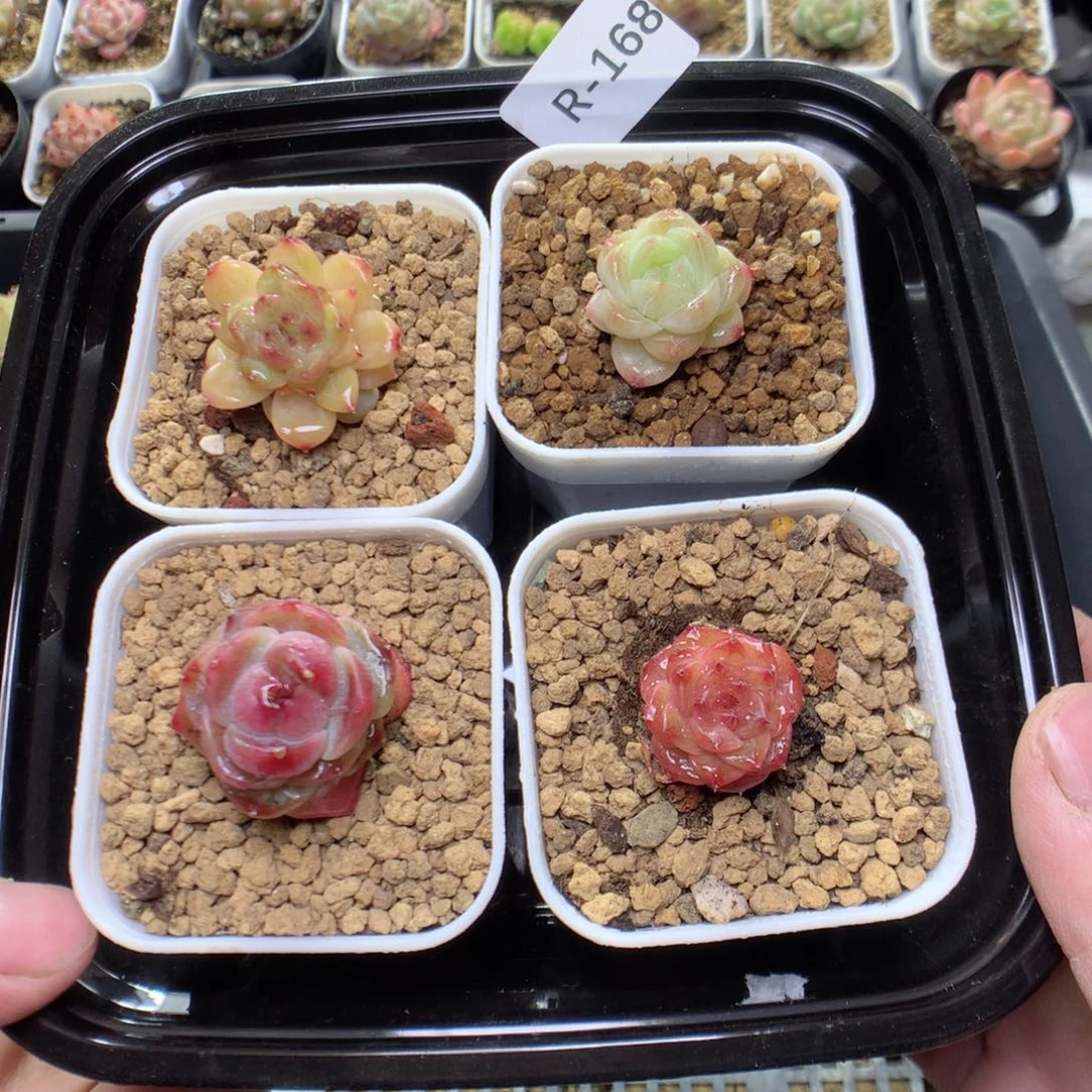 R168y y y y y y y y y